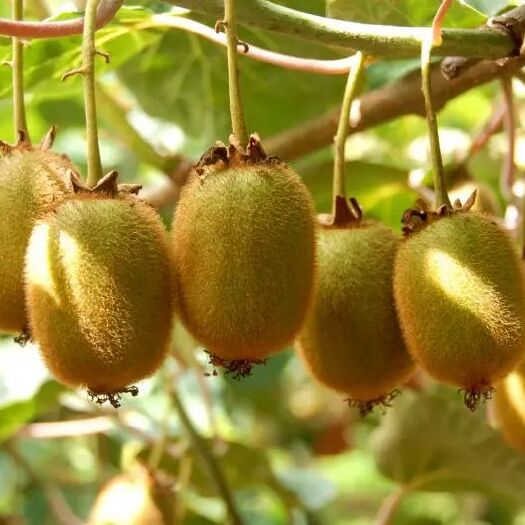 周至县陕西周至县眉县猕猴桃产地新鲜当季海沃德奇异果弥猴桃