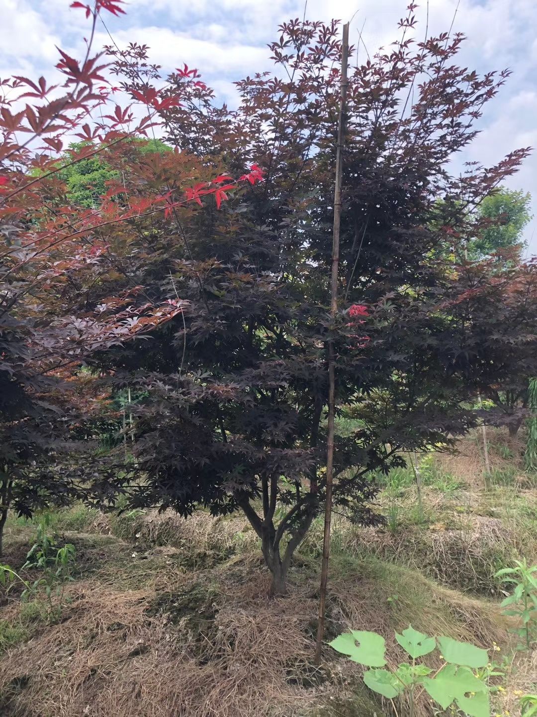 美国红枫苗  供应红枫3-28公分中国红枫日本红枫