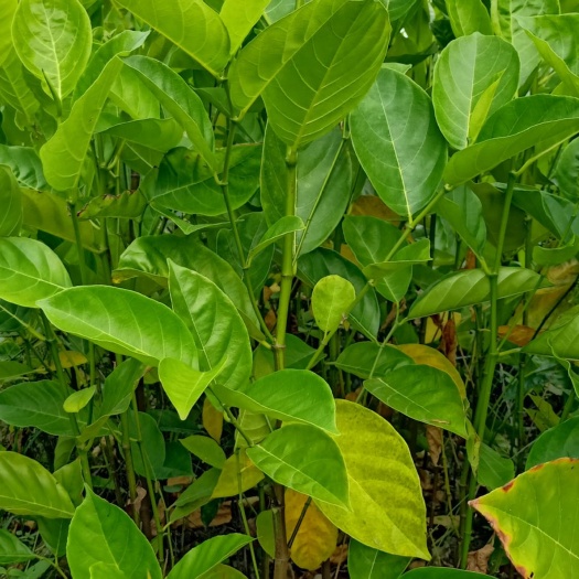 海南菠萝蜜苗  菠萝蜜直生苗