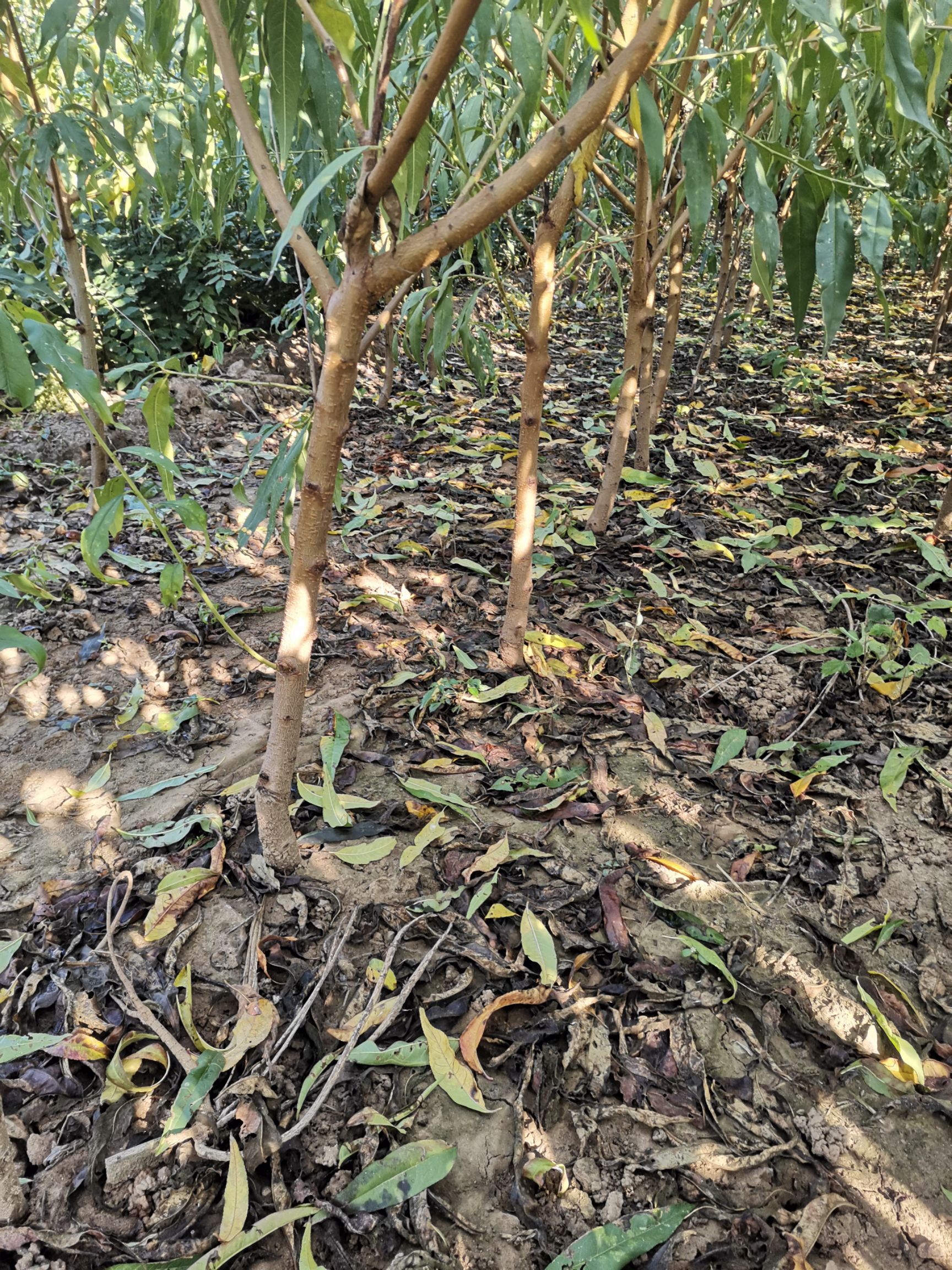 桃树苗  油蟠桃36-5，品种保证，根系发达，自产自销
