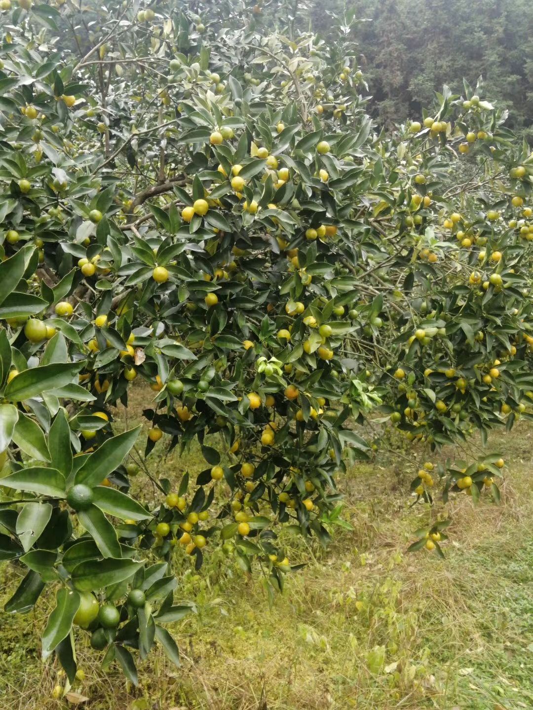 阳朔金桔 油皮金桔，