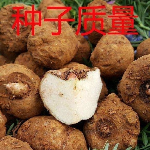 富源县 魔芋种子 基地魔芋一代种子和二代种，发芽率高，质量有保证