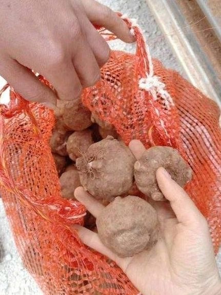 富源县花魔芋  魔芋种子 云南魔芋  脱水消毒全国发货包技术指导保底回收