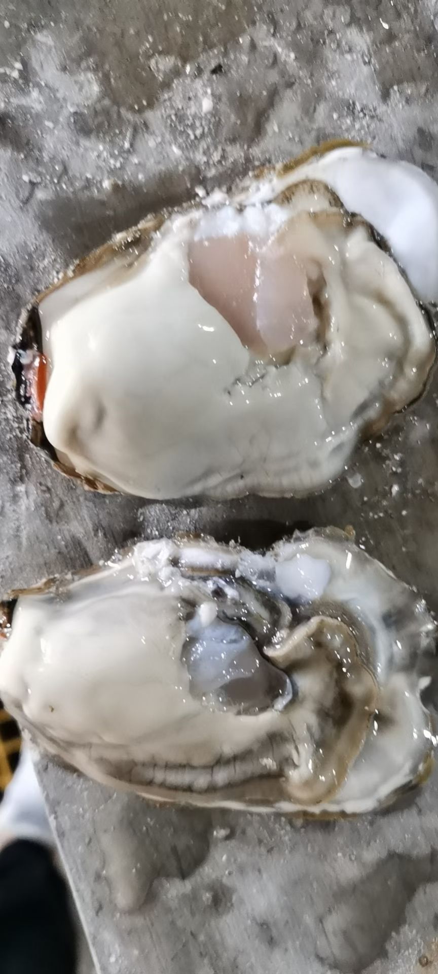 三倍体生蚝  牡蛎  乳山生蚝原产地直供批发