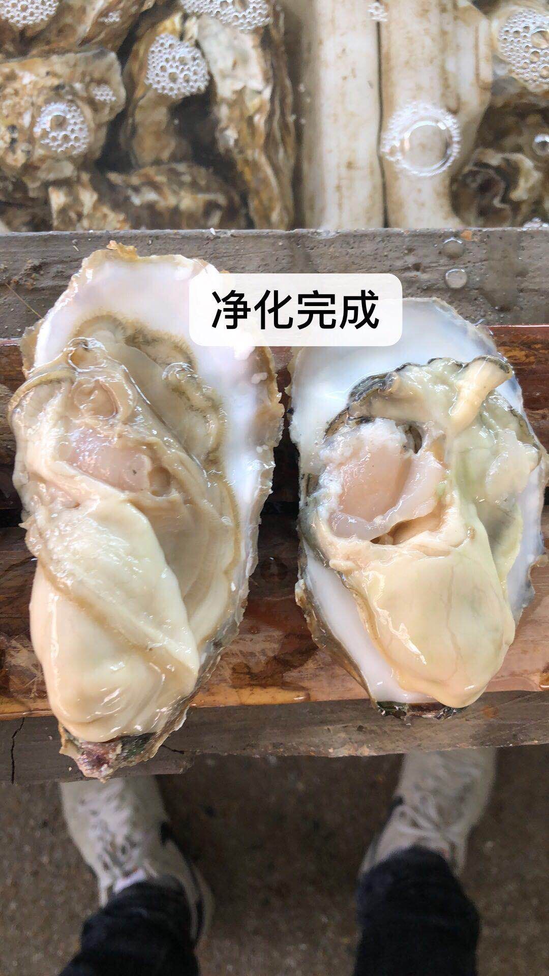 三倍体生蚝  牡蛎  乳山生蚝原产地直供批发