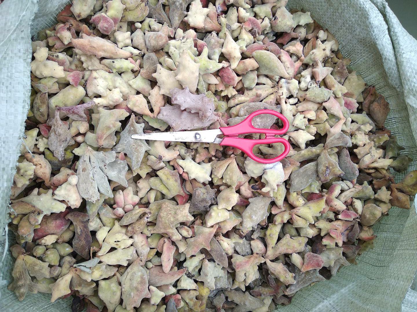 贵州铜仁五倍子干品化工原料角倍干货肚倍无杂质产地直销质优价廉