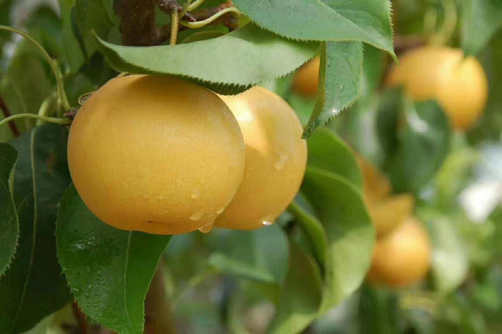 金秋梨 75mm以上 100-150g 