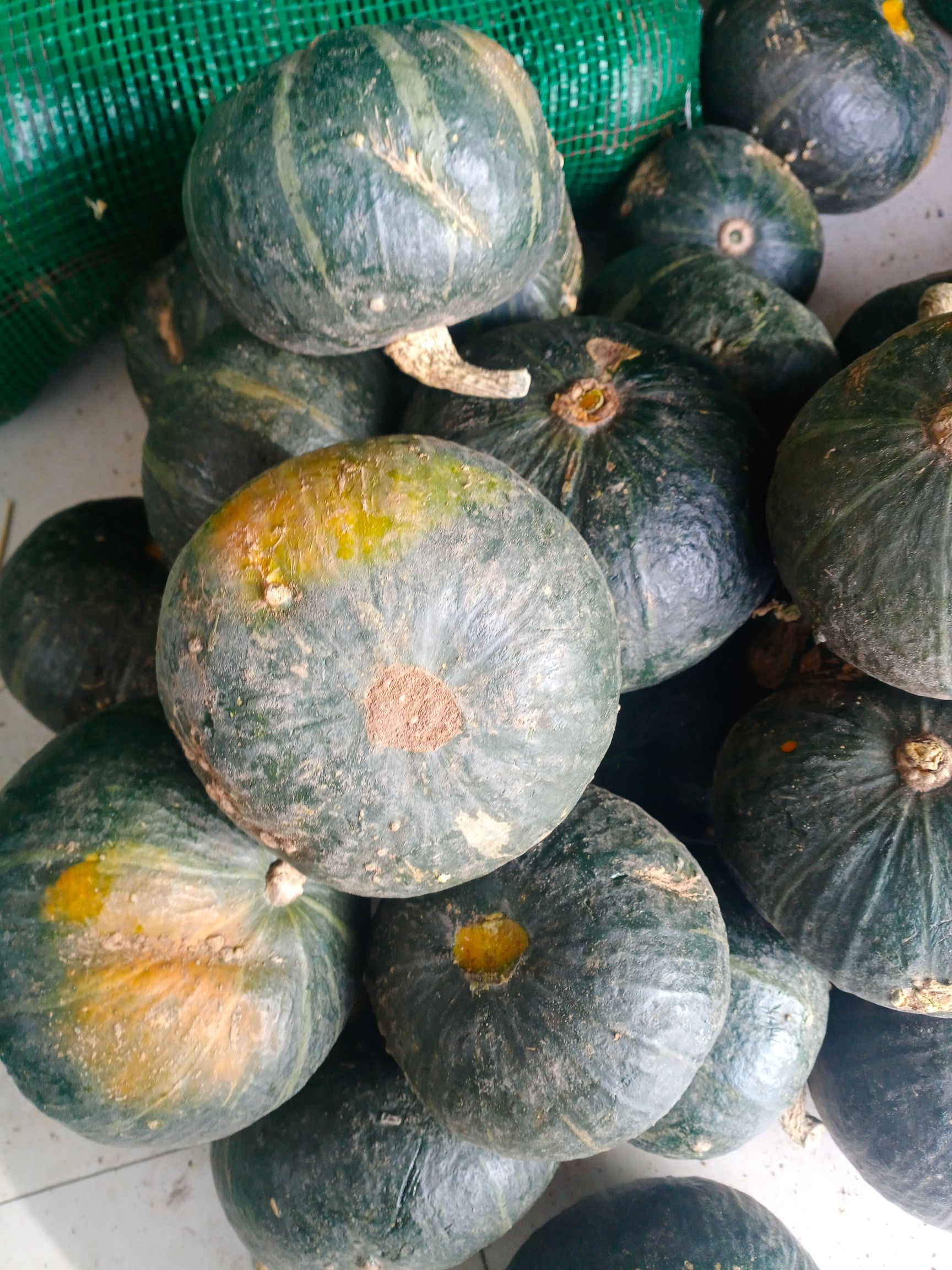 黑金二号南瓜 1~2斤