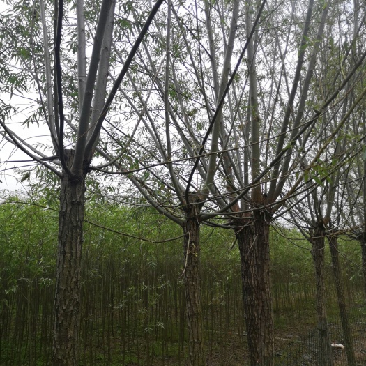 出售垂柳柳树苗 西湖垂柳竹柳大小规格柳苗
