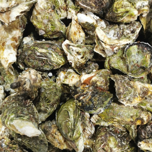 昆明牡蛎  网红小生蚝，净蚝，烧烤自助新选择