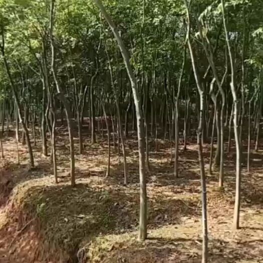 孝昌县小叶朴 5公分朴树量大，苗壮。