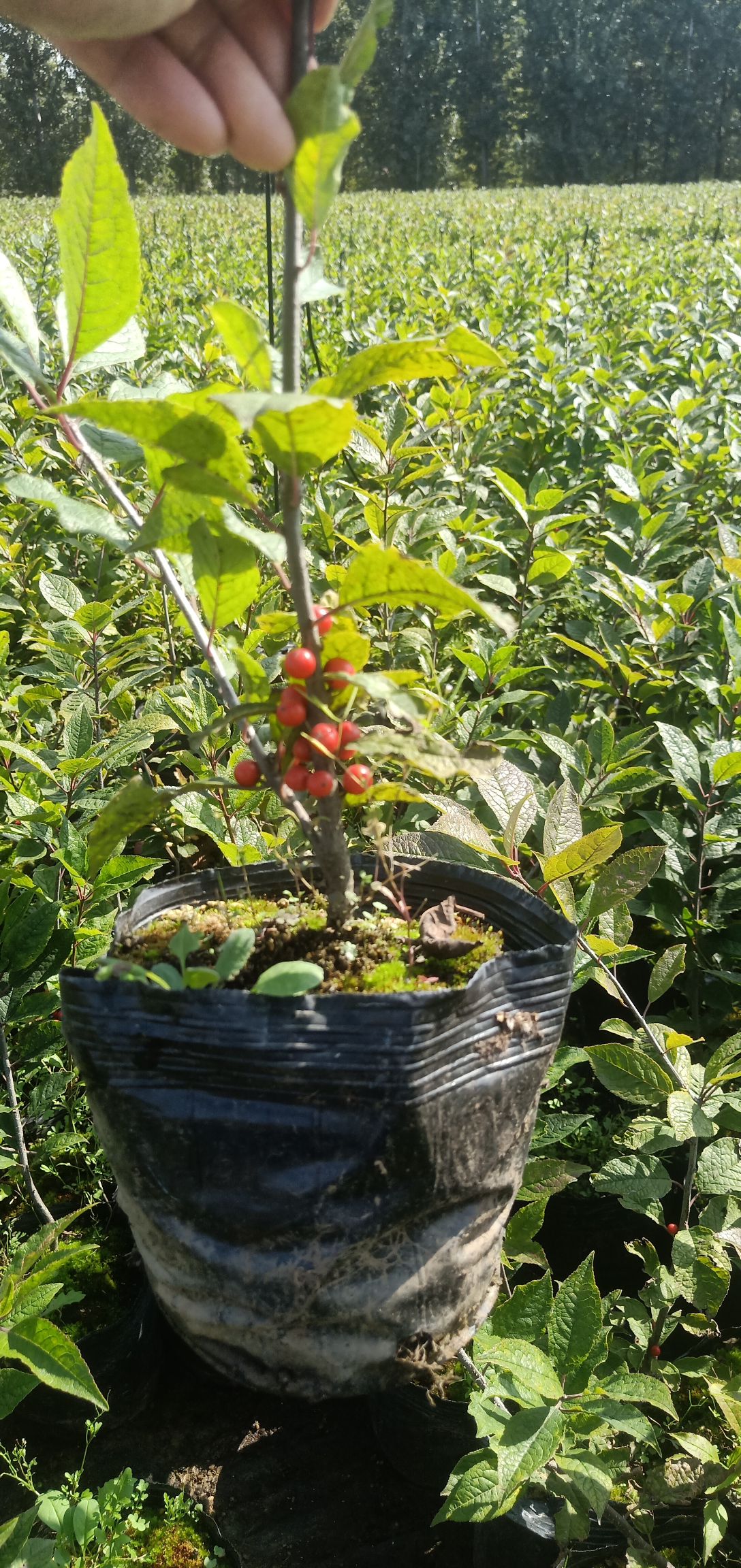 北美冬青苗怎么卖北美冬青苗的种植方法