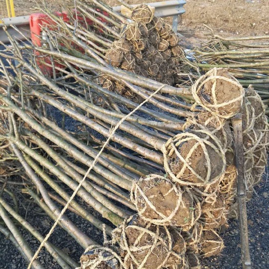 嵊州市红梅红枫樱花小苗2-5公分