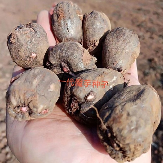 富源县魔芋种子  魔芋种 50g以下的基地种子，发芽率高，质量保证