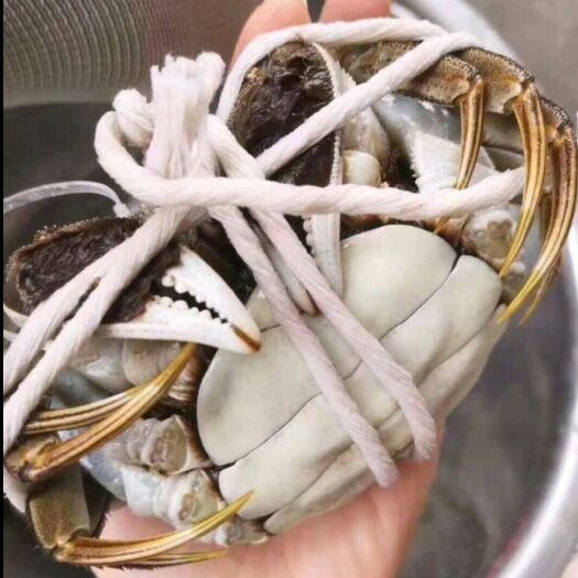 兴化市阳澄湖镇镇大闸蟹  洪湖市大闸蟹