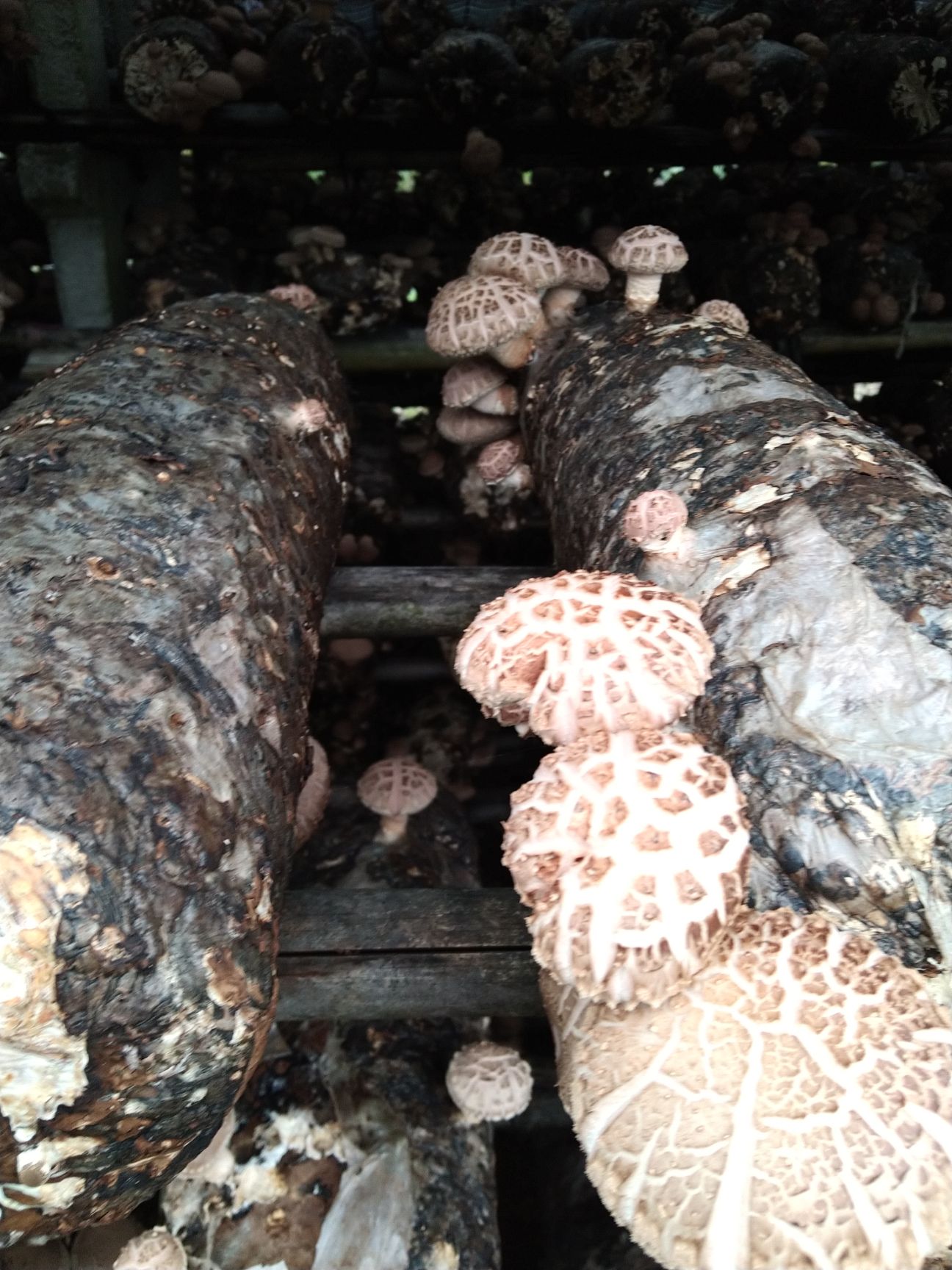 花菇  河南内乡春栽袋料3斤包邮新鲜采摘，