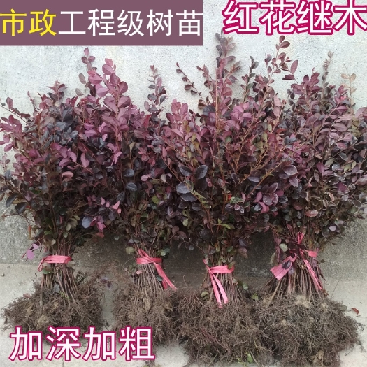 新沂市黑珍珠红继木 红花继木苗庭院绿植花卉篱笆用红檵木小苗四季红