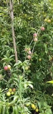 昭通半边红李子苗  半边红李子