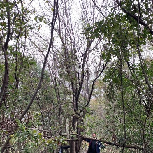 京山市 丛生黄连木，湖北京山本地货源。价格实惠，质量保证，