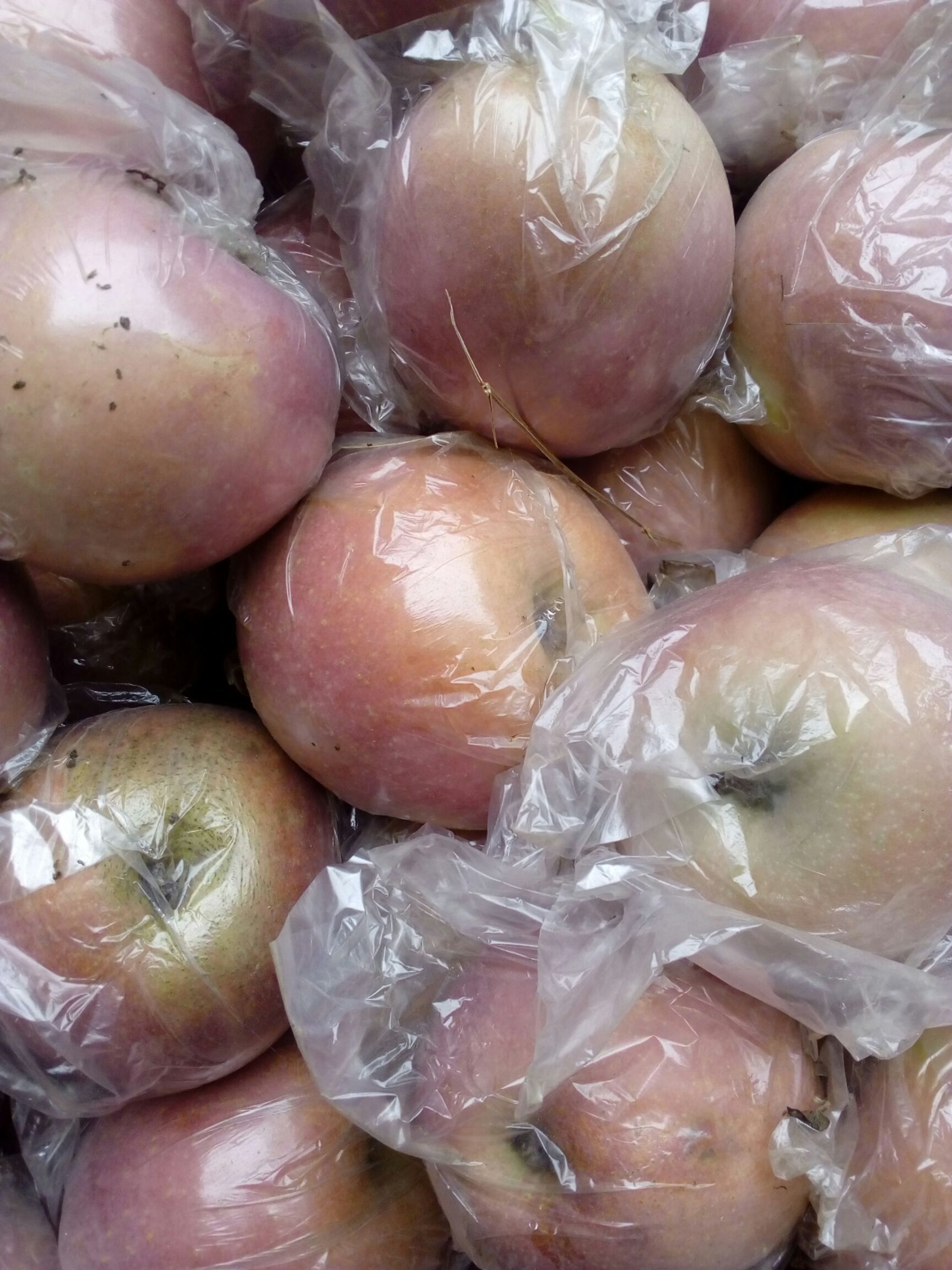 红富士苹果  陕西蒲城膜袋红富士下树啦客商开始装货了