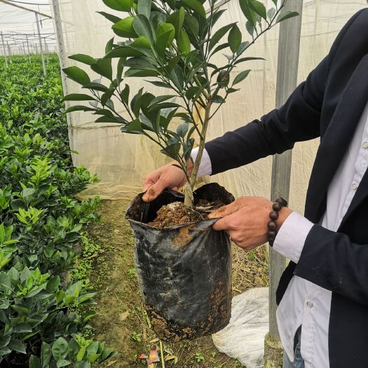 富川县爱媛38号柑桔苗 