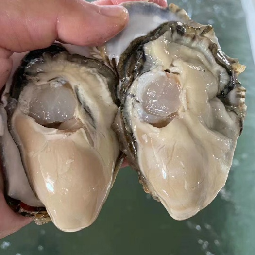 威海威海牡蛎  乳山生蚝牡蛎带壳【3-4两】产地直发质量保证，适合烧烤餐饮