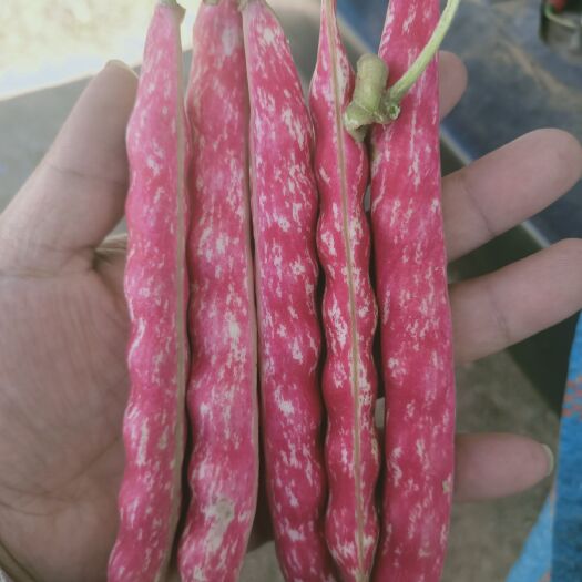 剑川县奶花芸豆 雀蛋花芸豆