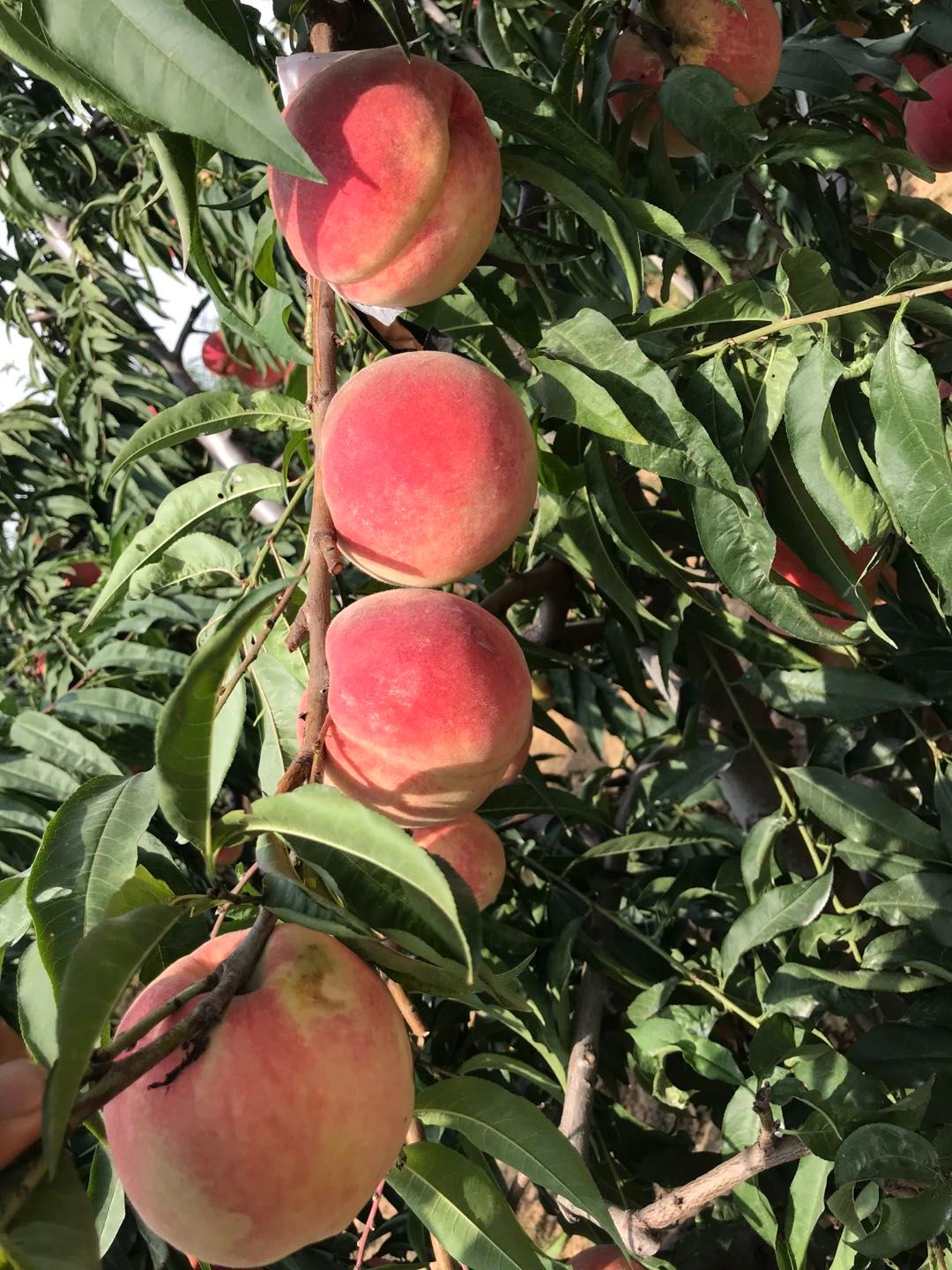 帅师香桃苗  帅师香桃树苗 甜度高果子大  产量高晚熟品种   量大优惠