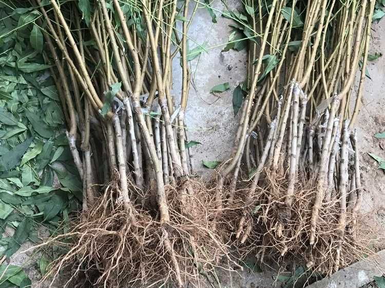 帅师香桃苗  帅师香桃树苗 甜度高果子大  产量高晚熟品种   量大优惠