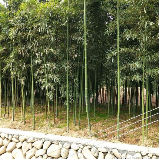杭州雷竹苗细叶乌头雷竹苗
