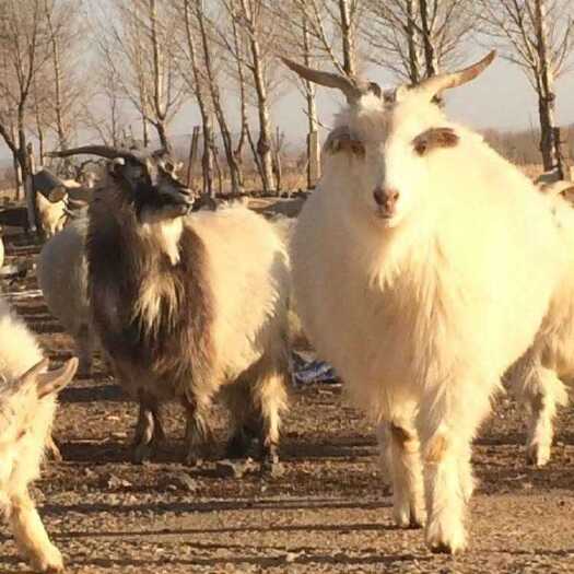杭锦旗白条羊 手指羊 牧区直发 牧民散养