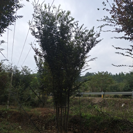 京山市丛生朴树  丛生榉树，5杆，单杆6－8公分实地看货
5-6杆精品货