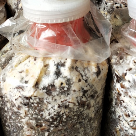 重庆市羊肚菌菌种 