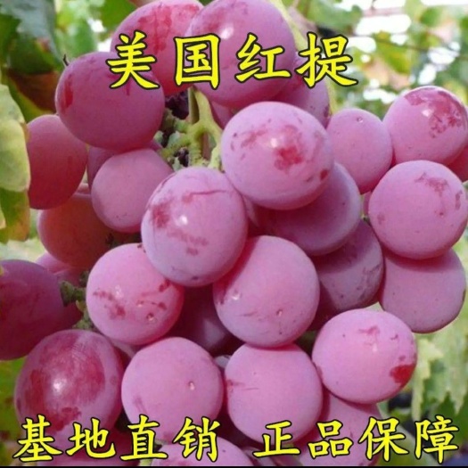平邑县美国红提苗无籽红提子苗葡萄苗 红提葡萄树苗 盆栽地栽 当年结