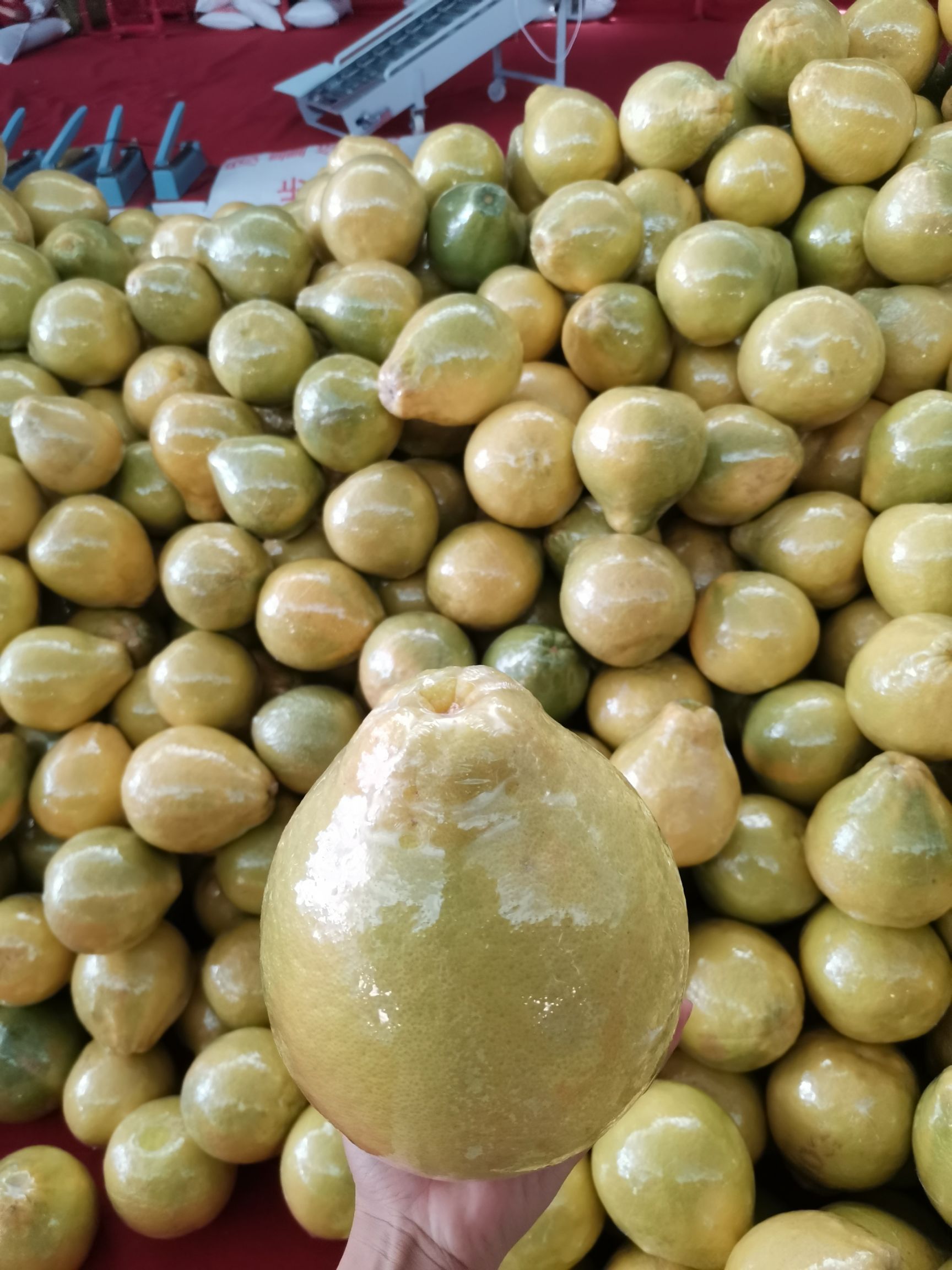 沙田柚  来自容县自良的柚子，皮薄肉多，味道好