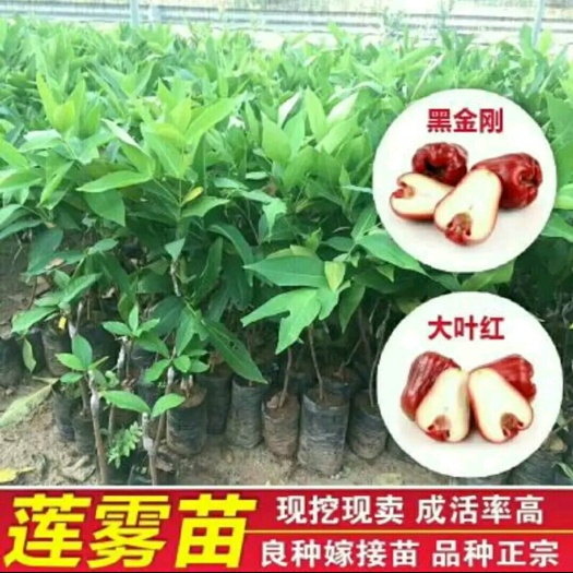 灵山县大叶红莲雾苗  包邮莲雾苗果树苗黑金刚莲雾苗飞弹莲雾苗嫁接果树苗
