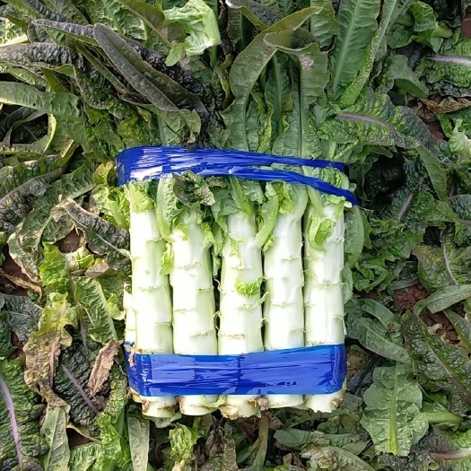 郯城县红尖叶莴苣  红尖叶