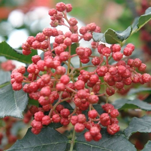 平邑县九叶青花椒苗  花椒苗，大红袍，九叶青，包邮，现挖现发可实地考察