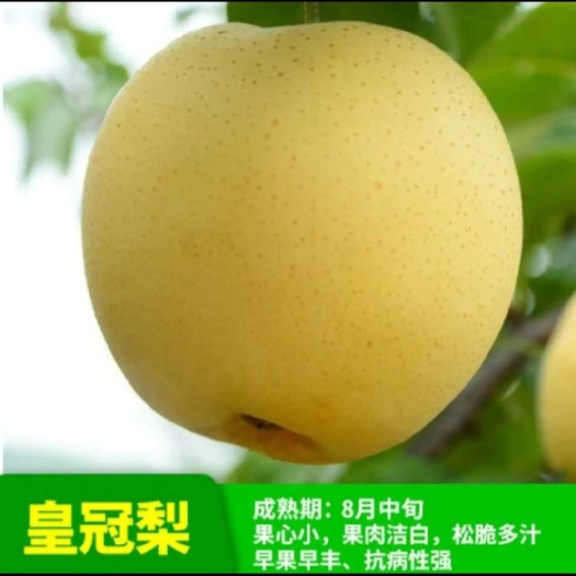 平邑县黄冠梨树苗  皇冠梨树苗  梨树苗果梨树苗盆地栽庭院南北方嫁