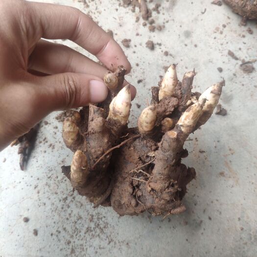 中江县中江重瓣观赏芍药种苗