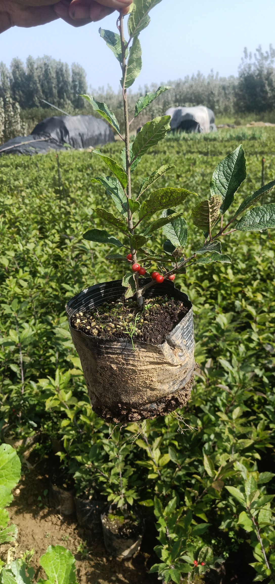 北美冬青苗怎么卖北美冬青苗的种植方法