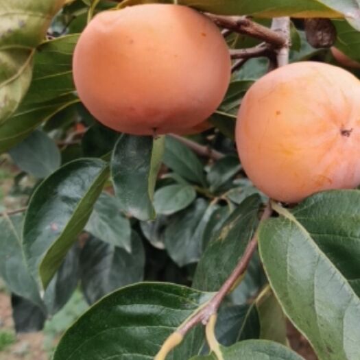 夏县脆柿 大自然的馈赠，精品脆甜柿子。