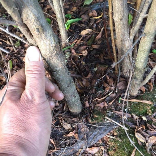 南华县突尼斯软籽石榴树苗 软籽石榴大苗  地径2cm