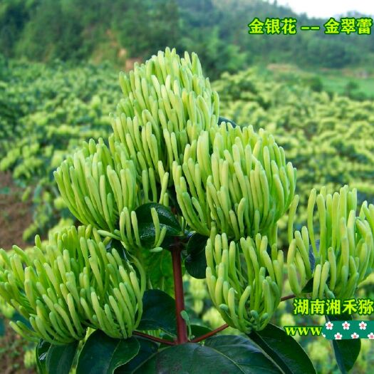 隆回县湘蕾金银花苗  湘蕾金银花品种-优质高产易采省工益