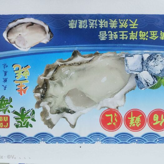 三亚福建生蚝 生蚝批发