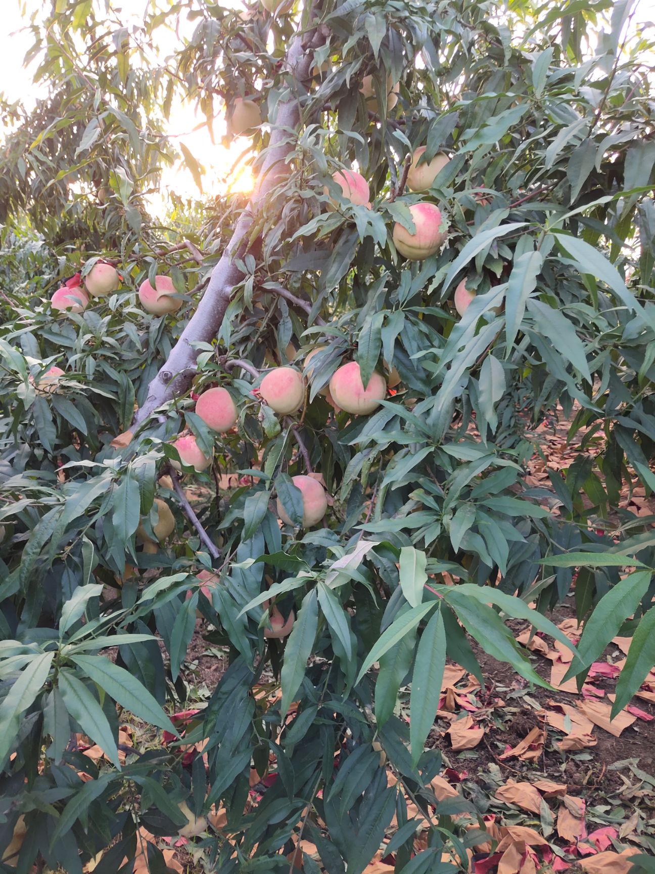  映霜红桃大量上市