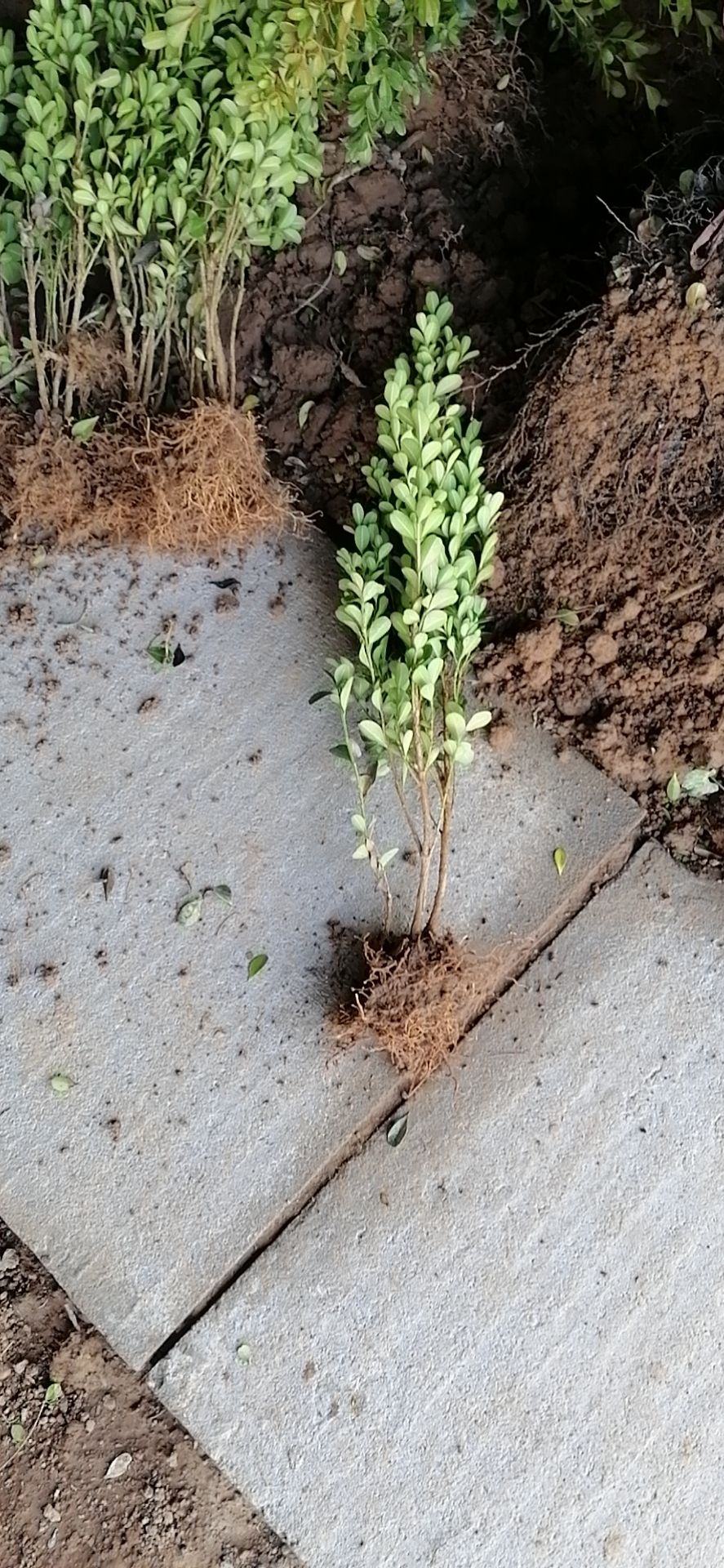 瓜子黄杨木  瓜子黄扬苗，床苗，瓜子黄扬苗基地欢迎订购