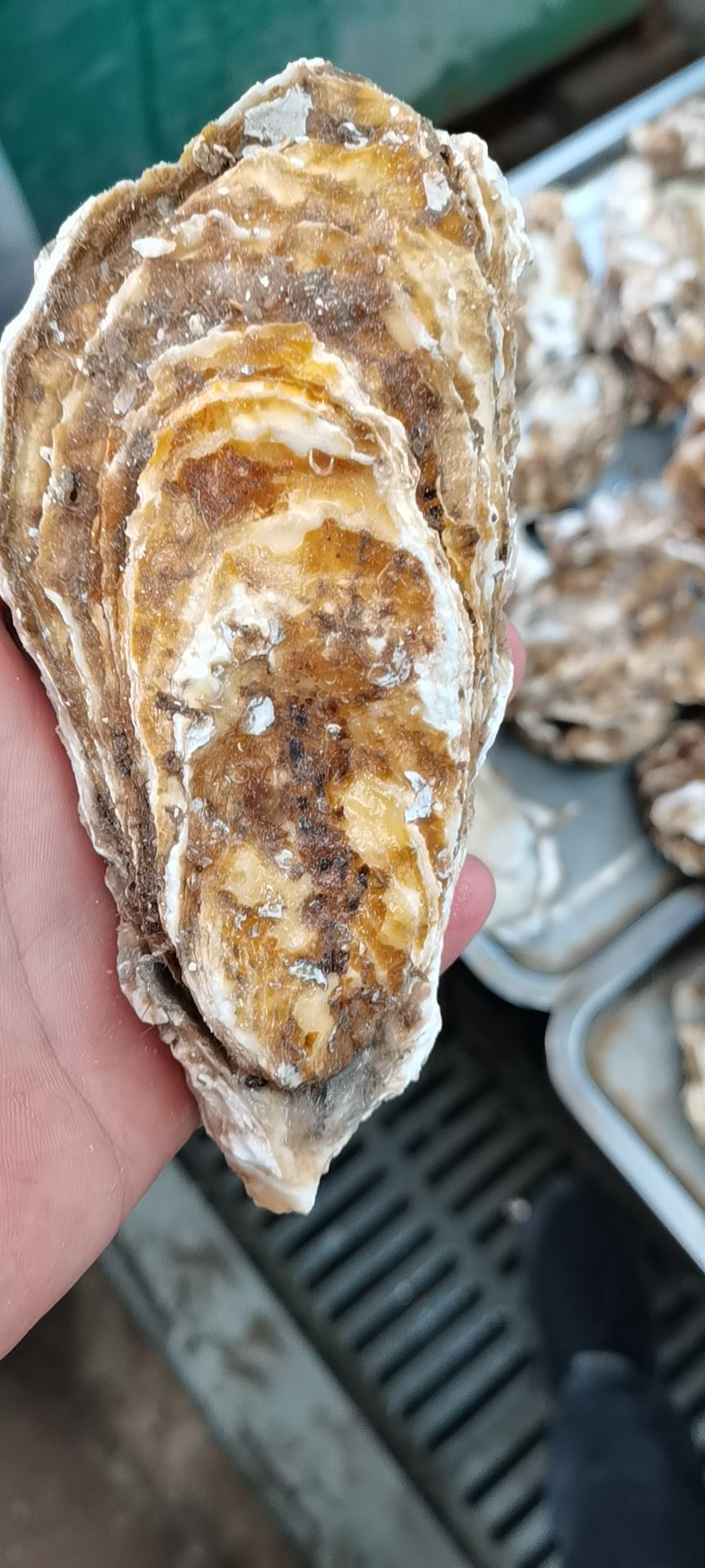 三倍体生蚝  牡蛎  乳山生蚝原产地直供批发