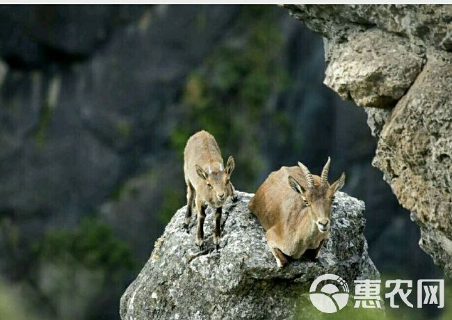 草原羊肉2斤包邮内蒙放养山羊现宰常年饮山泉无膻味瘦肉多香