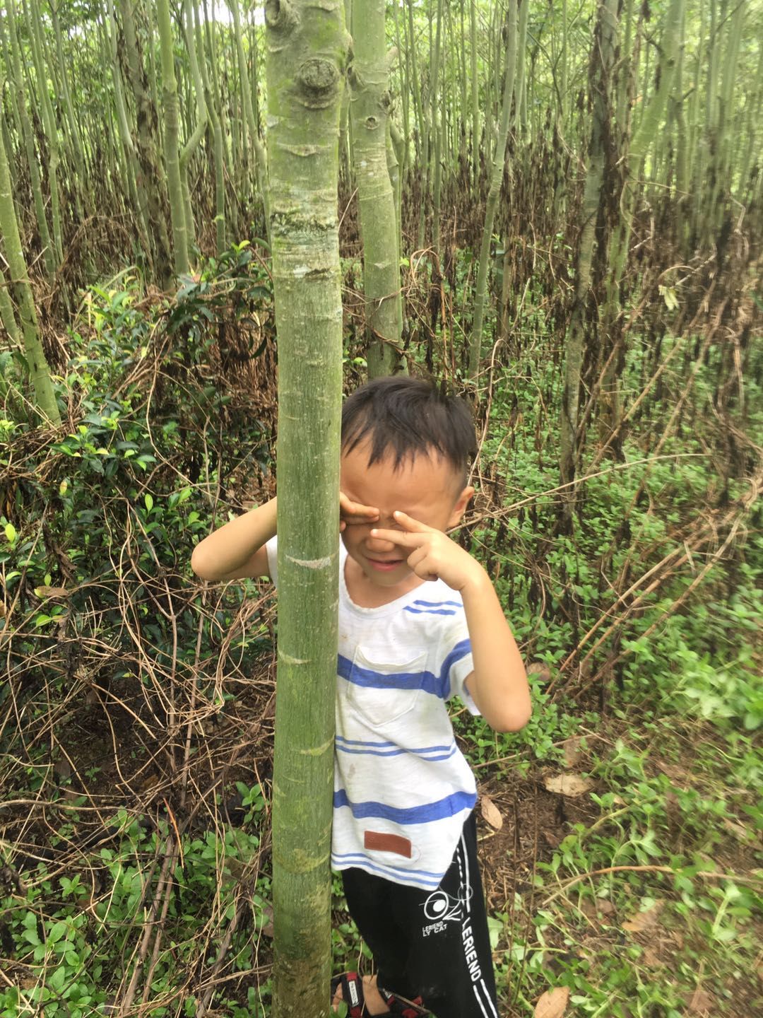 独杆发财树 发财树